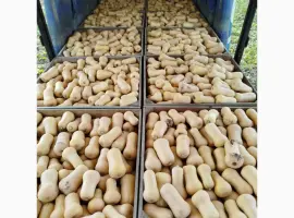 Зображення для оголошення Продам тыкву Баттернат есть объём