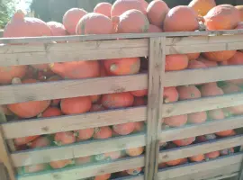 Зображення для оголошення Продам гарбуз Хоккайдо