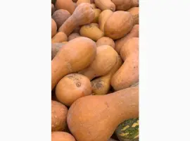 Зображення для оголошення Продам Гарбуз Лунга діє наполі
