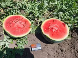 Зображення для оголошення Продаю стиглі кавуни і дині