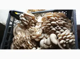 Зображення для оголошення Гриби вешенка