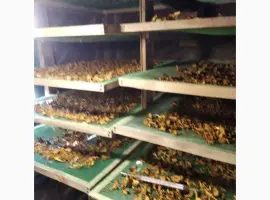 Зображення для оголошення Гриби лисички сушені