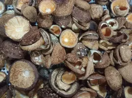 Зображення для оголошення Закриті шапки пантерного мухомора