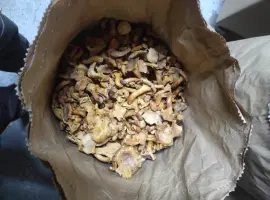 Зображення для оголошення Лисичка заморожена