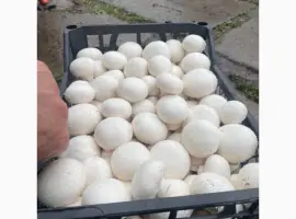 Зображення для оголошення Продаж печериць