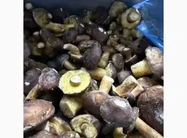 Зображення для оголошення Продам гриб польський заморожений