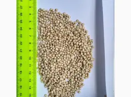 Зображення для оголошення Продам сорго белое