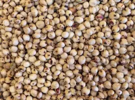 Зображення для оголошення Куплю Сорго