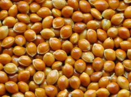 Зображення для оголошення Куплю просо насипом