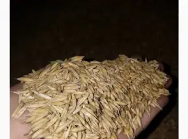 Продам овес