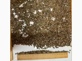 Зображення для оголошення Продаж ГРЕЧКА (Buckwheat)