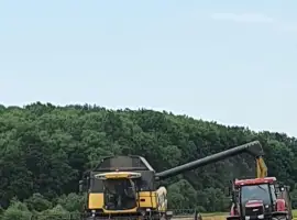Зображення для оголошення Продам насіння ярого ячменю ГУЛЛІВЕР