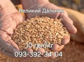 Ячмінь