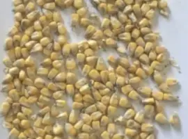 Фермерське господарство продає продовольче зерно кукурудзи від виробника з господарства