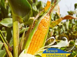 Насіння кукурудзи ДБ Хотин