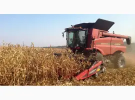Дорого куплю кукурузу