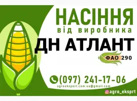 Гібрид кукурудзи ДН Атлант (ФАО 290). Насіння від виробника