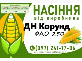 Насіння кукурудзи 2025 - гібрид ДН Корунд (ФАО 250) від виробника
