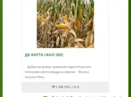Насіння від виробника - Кукурудза ДБ Варта