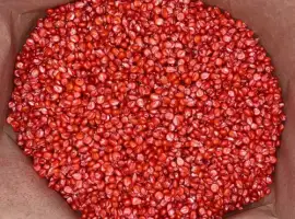 Наcіння кукурудзи ДН Корунд (ФАО 250) від виробника