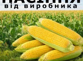 Пропонуємо високоякісне насіння кукурудзи. Насіння від виробника