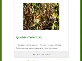 Насіння від виробника - Кукурудза ДН Атлант (2025го року)