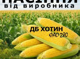 Насіння кукурудзи ДБ Хотин / від виробника / ФАО 280