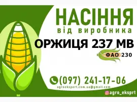 Гібрид кукурудзи Оржиця 237 МВ (ФАО 230). Насіння від виробника