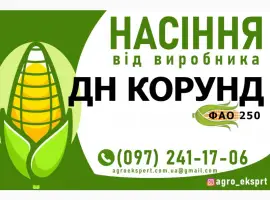 Гібрид кукурудзи ДН Корунд (ФАО 250). Насіння від виробника