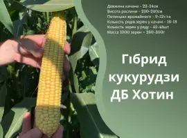 Насіння кукурудзи ДБ Хотин ФАО 280 від оригінатора