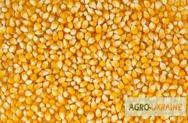 Продаж кукурудзи з НДС