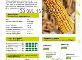 Насіння кукурудзи ВН 63 ФАО 280