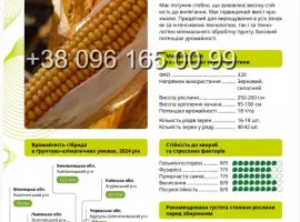 Насіння кукурудзи ВН 6763 ФАО 320
