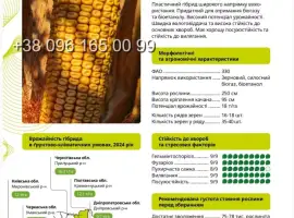 Насіння кукурудзи РОНІН ФАО 330