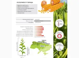 Насіння кукурудзи Руні ФАО 320