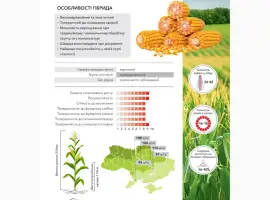 Насіння кукурудзи Рубен ФАО 300