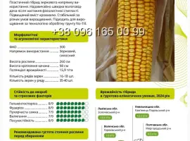 Насіння кукурудзи Гран 6 ФАО 300