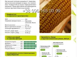 Насіння кукурудзи АМАРОК 290