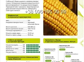 Насіння кукурудзи ТЕСЛА ФАО 350