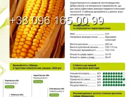 Насіння кукурудзи Бейліс ФАО 310