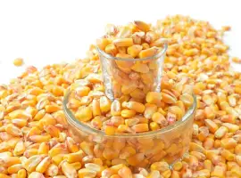 Компанія здійснює закупівлю дорого Кукурудзи