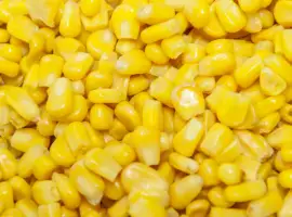 Компанія розпочинає закупівлю Кукурудзи у Виробників вся Україна
