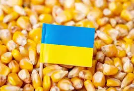 Куплю КУКУРУДЗУ по всій Україні