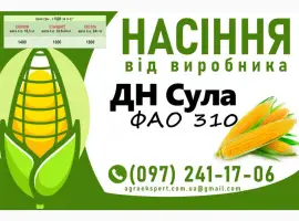 ДН Сула (ФАО 310) - Продаж насіння кукурудзи 2025 року