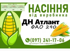 ДН Атлант (ФАО 290) - Продаж насіння кукурудзи 2025 року