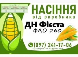 ДН Фієста (ФАО 260) - Продаж насіння кукурудзи 2025 року