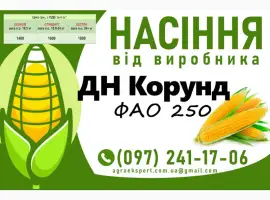 ДН Корунд (ФАО 250) - Продаж насіння кукурудзи 2025 року