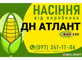 Насіння від виробника - Гібрид кукурудзи ДН Атлант (ФАО 290)