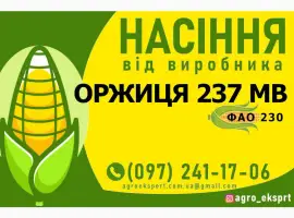 Насіння від виробника - Гібрид кукурудзи Оржиця 237 МВ (ФАО 230)