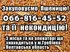 Зображення для оголошення Закуповуємо пшеницю 2
